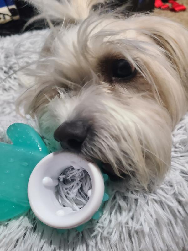 Molly trying new toy