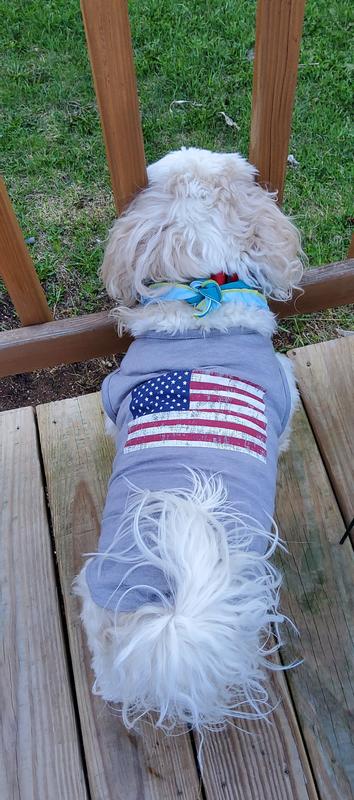 Sweet Benji styling in his tee shirt