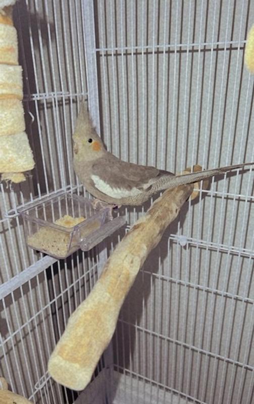 Cockatiels for Sale Cockatiel Birds for Sale Petco