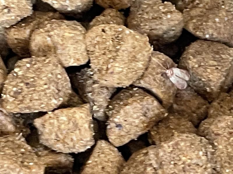 LIVE AND DEAD BUGS IN FOOD
