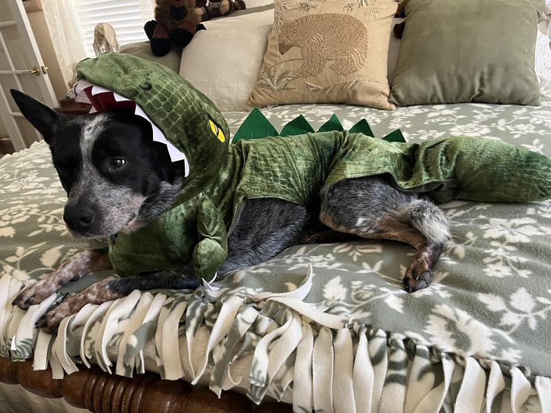 Our little T Rex!