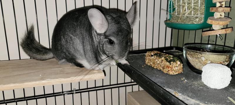 Apple for Oliver