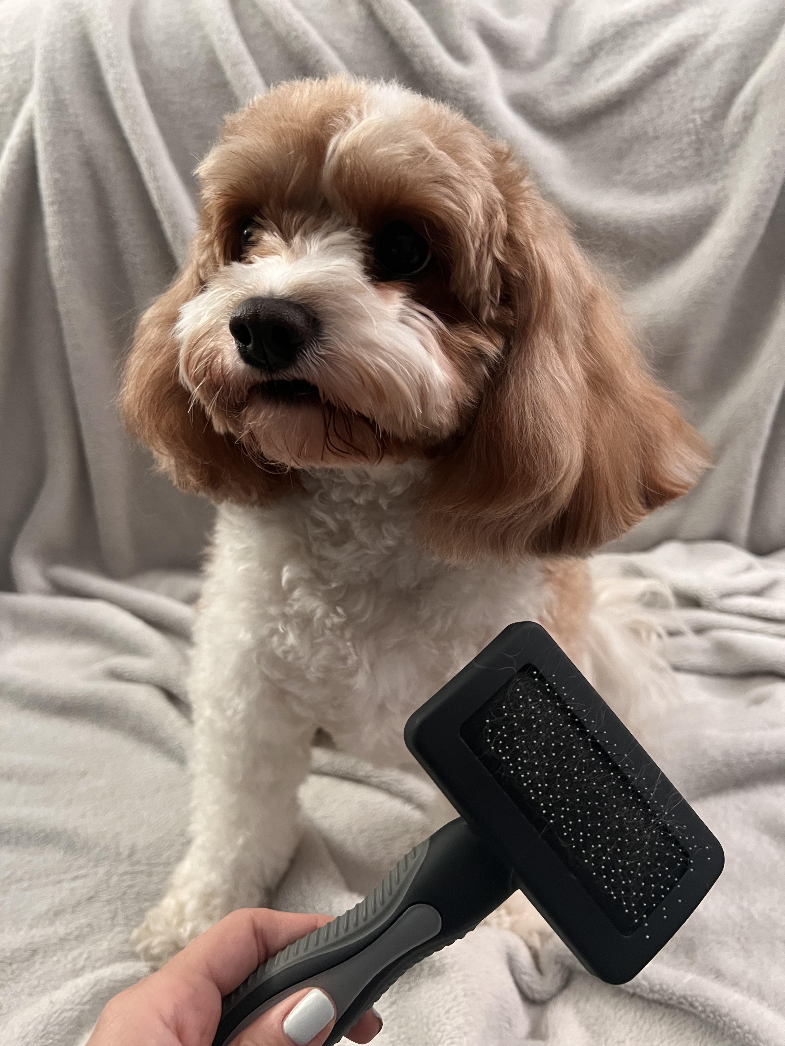 Well Good Black Small Cushion Slicker Dog Brush, 7