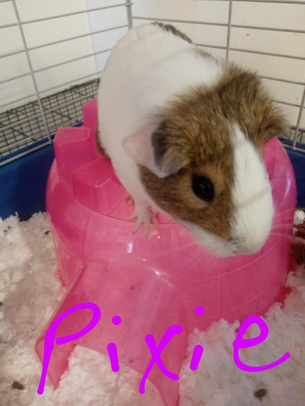 Petco guinea best sale pig price