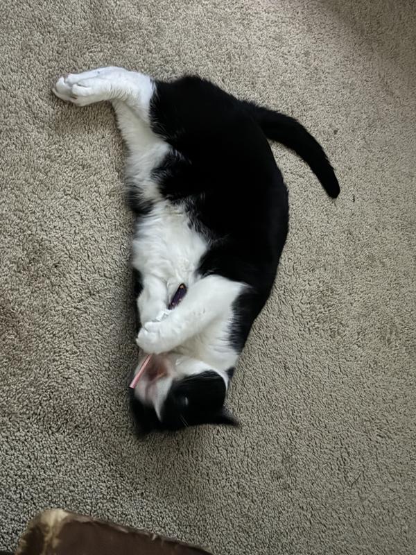 Live action shots of a happy, entertained kitty cat