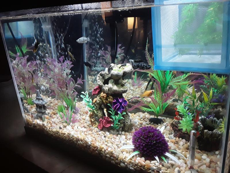 Aqueon Led Aquarium Kit Gallon High Petco
