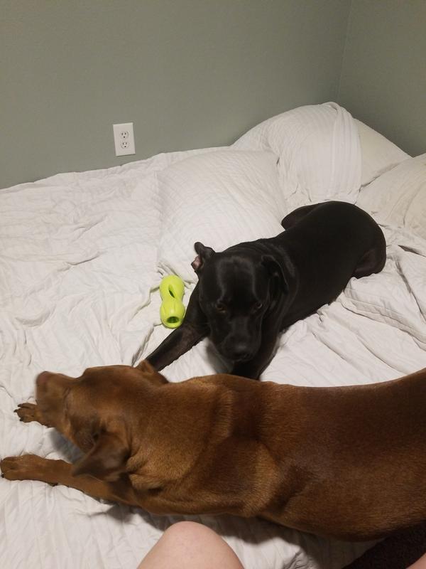 Pitbulls 0, New Toy Survival Rate 3 days & counting. A doggo parenting win for my house hold