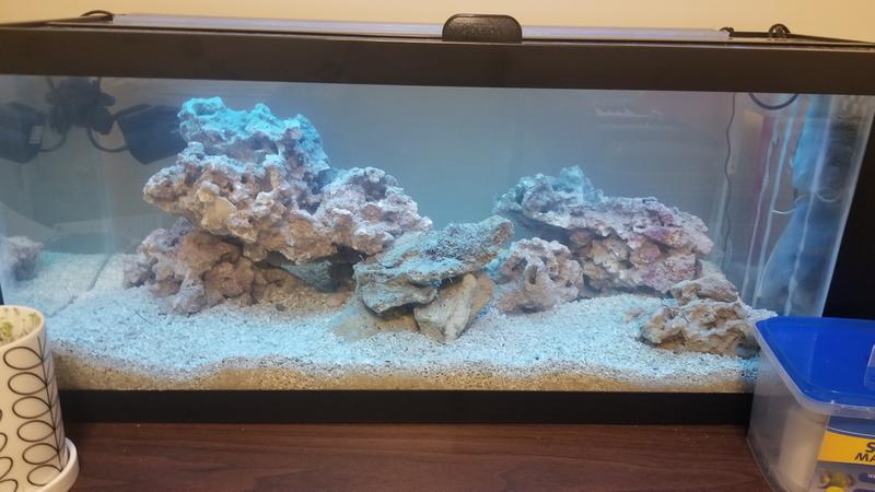 20 gallon high aquarium petco