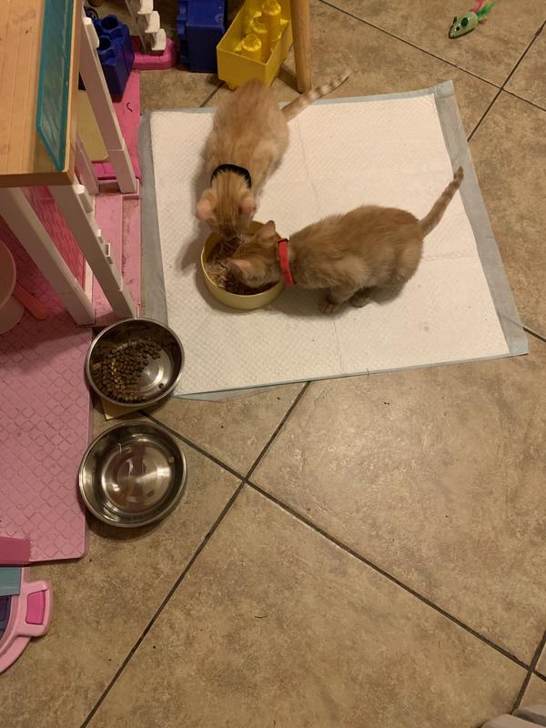 Ginger and Pumpkin