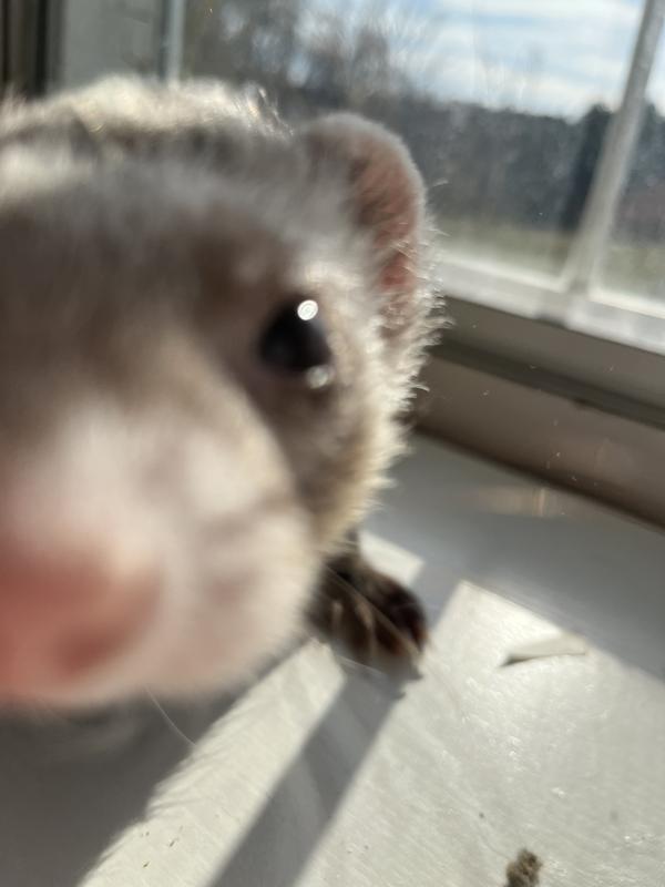 Petsmart ferret outlet