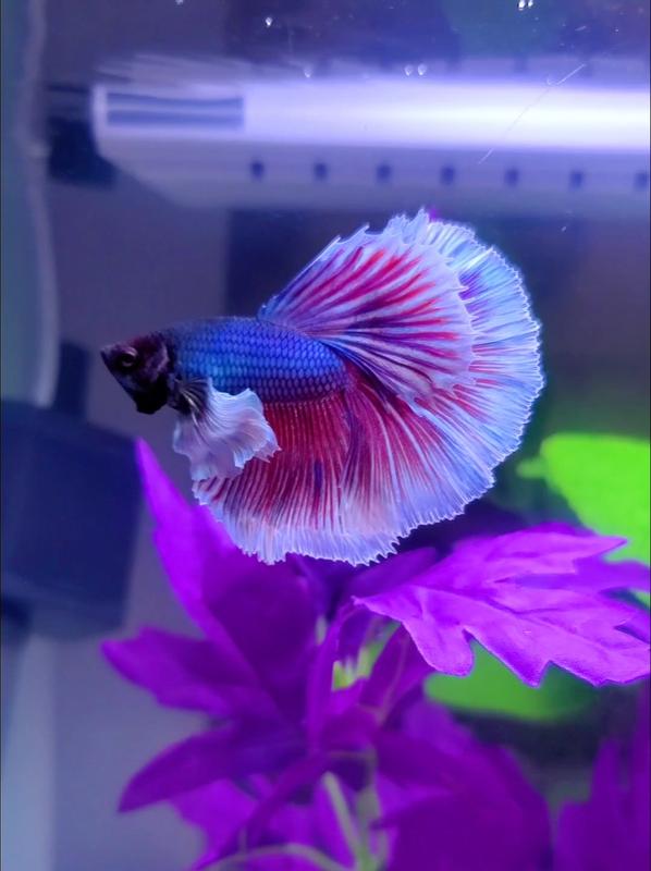 Imagitarium Male Elephant Ear Betta Fish for Freshwater