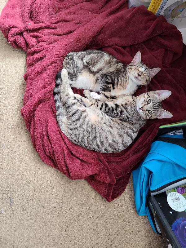 Kitties with full bellies