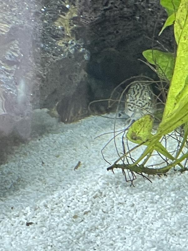 False Julii Cory Catfish For Sale 3 Pack Petco