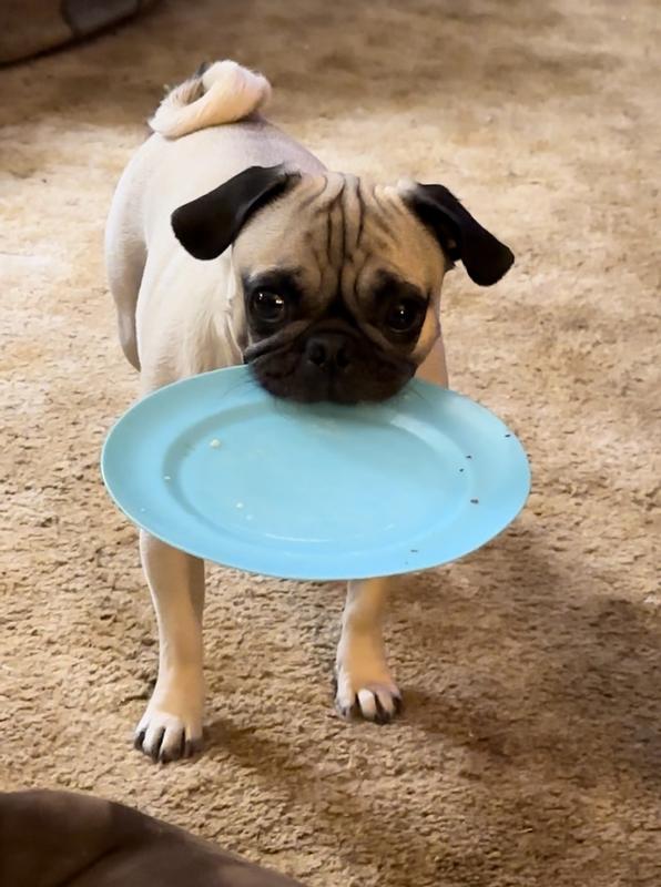 Buddy always empties his plate of Gentle Giant!