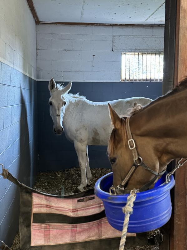 Donkeys, mules and horses enjoy meals from the feed tubs. They even have room to share with others.