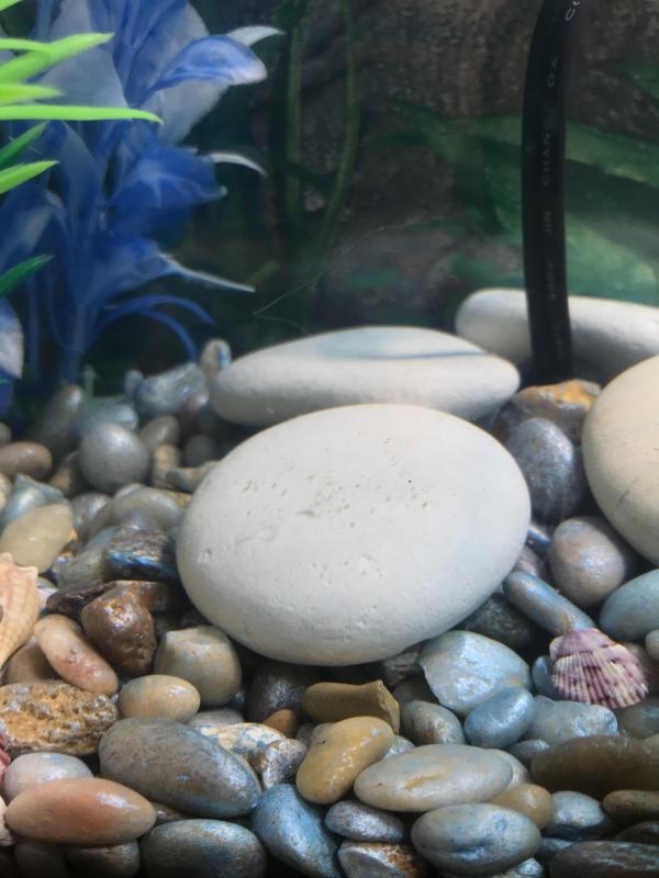 On the rock is the food after he attempted to eat it.