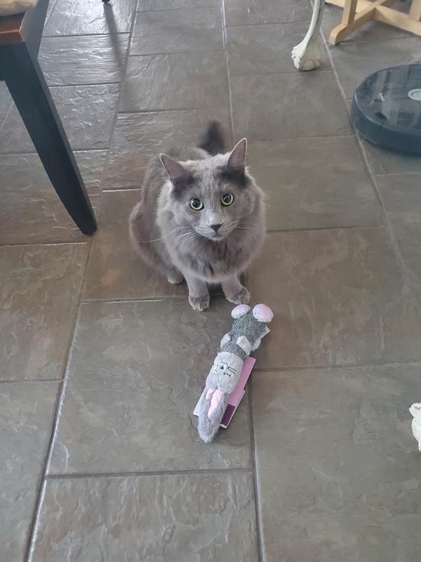 Gandalf loves his bunny toy!