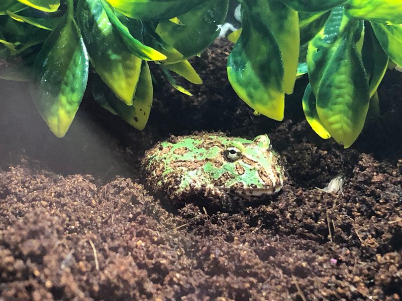 pacman frog petco