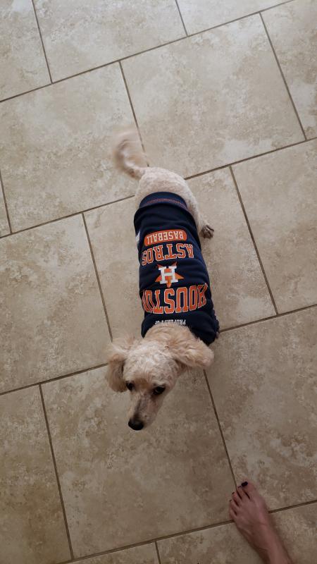  Pets First MLB Houston Astros Reversible T-Shirt,Small for  Dogs & Cats. A Pet Shirt with The Team Logo That Comes with 2 Designs;  Stripe Tee Shirt on one Side,Team Color,AST-4158-SM 