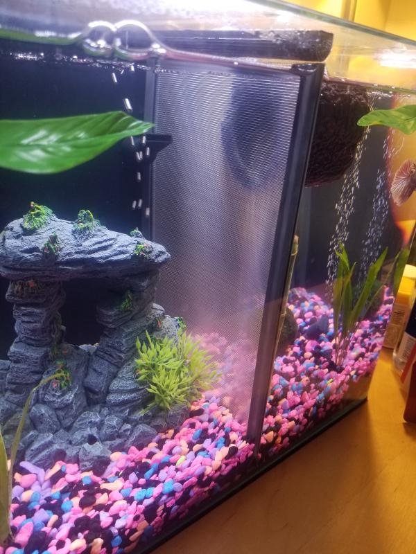 fish tank separator petco