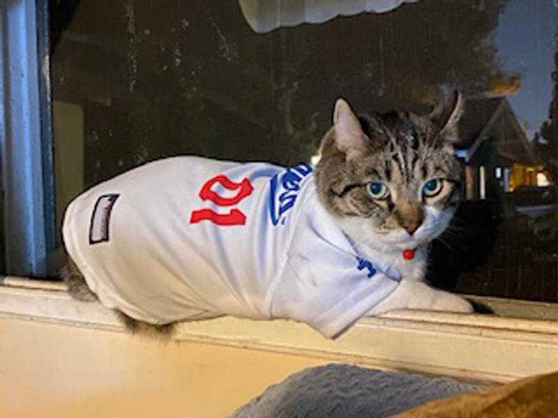 Mlb Los Angeles Dodgers Pets First Pet Baseball Jersey - White L