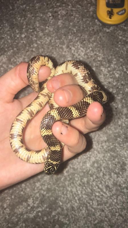 Milk snake outlet price petco