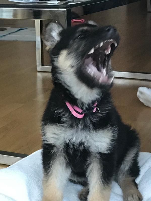 Kong survived these razor sharp teeth!