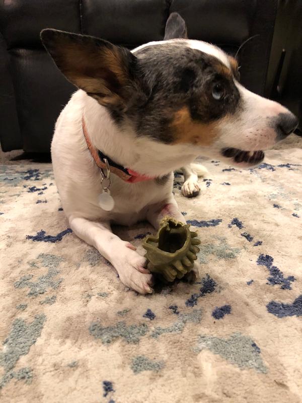 Kona and her hedgehog Whimsee!