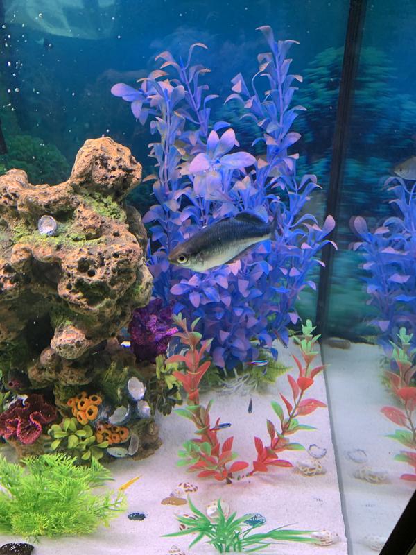 thumbnail image 2 of Seachem CupriSorb - Copper Remover For Fresh & Saltwater Aquariums (Brand New) 2 of 3