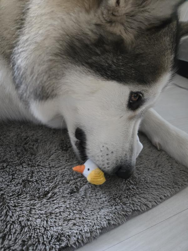Loving his new toy!