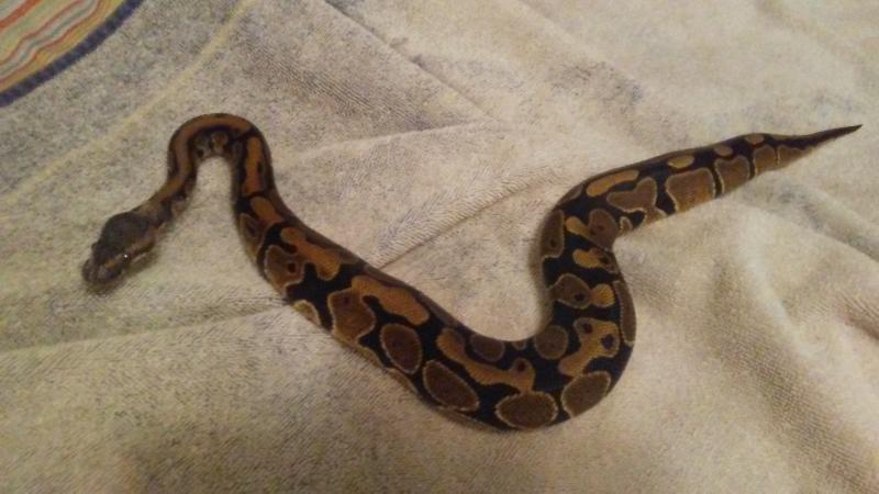 ball python for sale petsmart