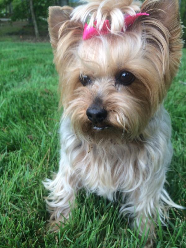 Charlee Bear lover