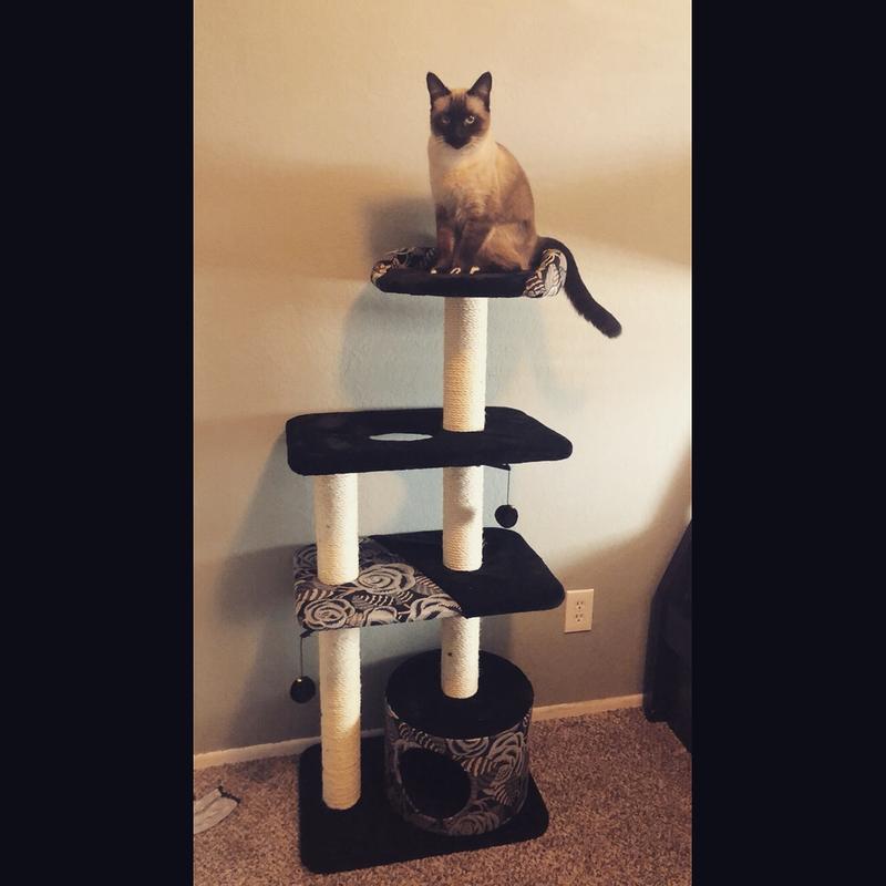 Midwest Cat Tree, Black, 50.5" H Petco