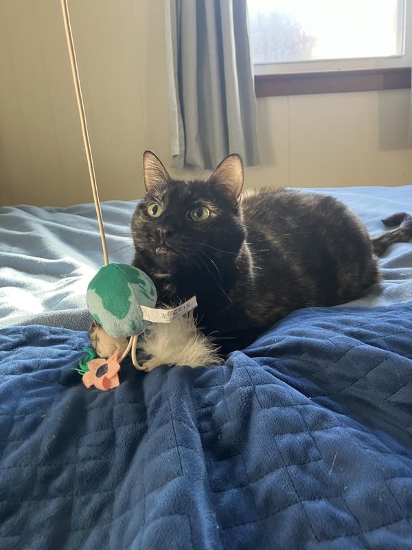 For size reference, here’s my 10lb Tortie