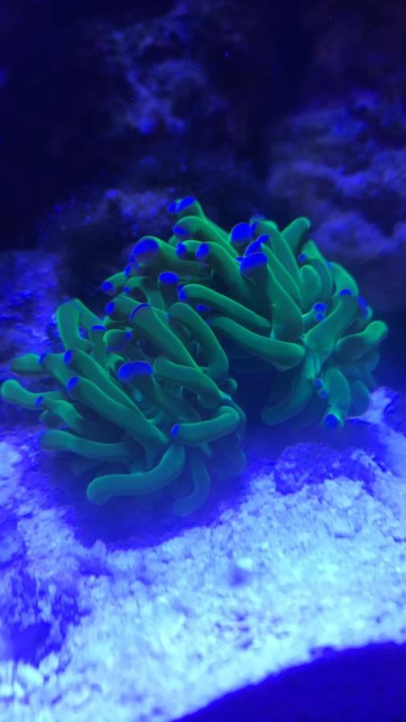 Purple tip green hammer looks great.