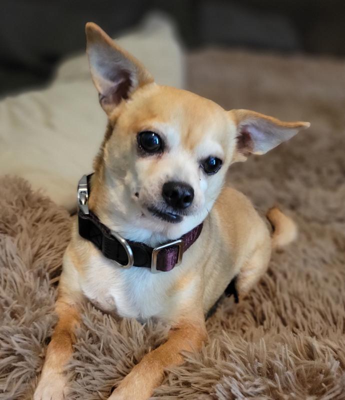 Chihuahua: 9 years old, 12 lbs.