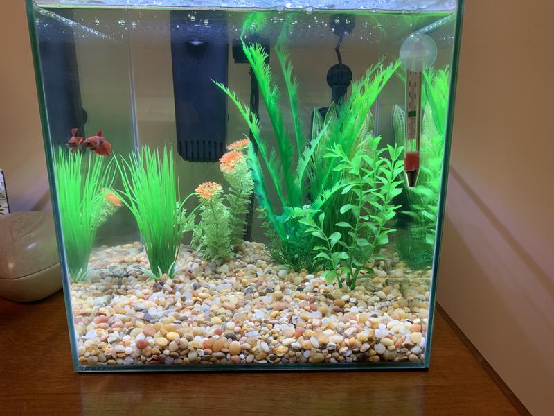 Aqueon Frameless Cube Aquarium 14 Gallon Petco