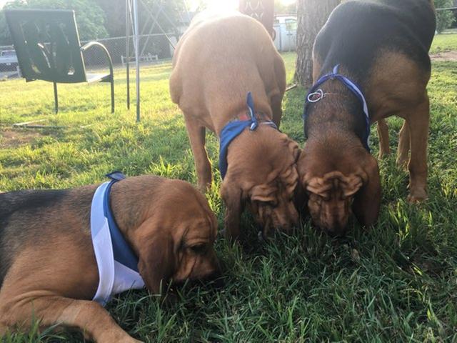 I tossed the treats in the yard and made them find them.