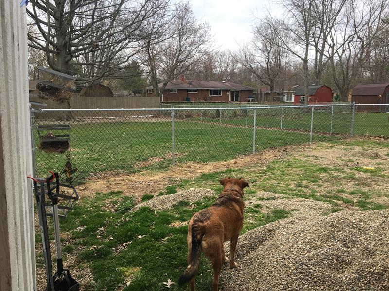guarding the yard