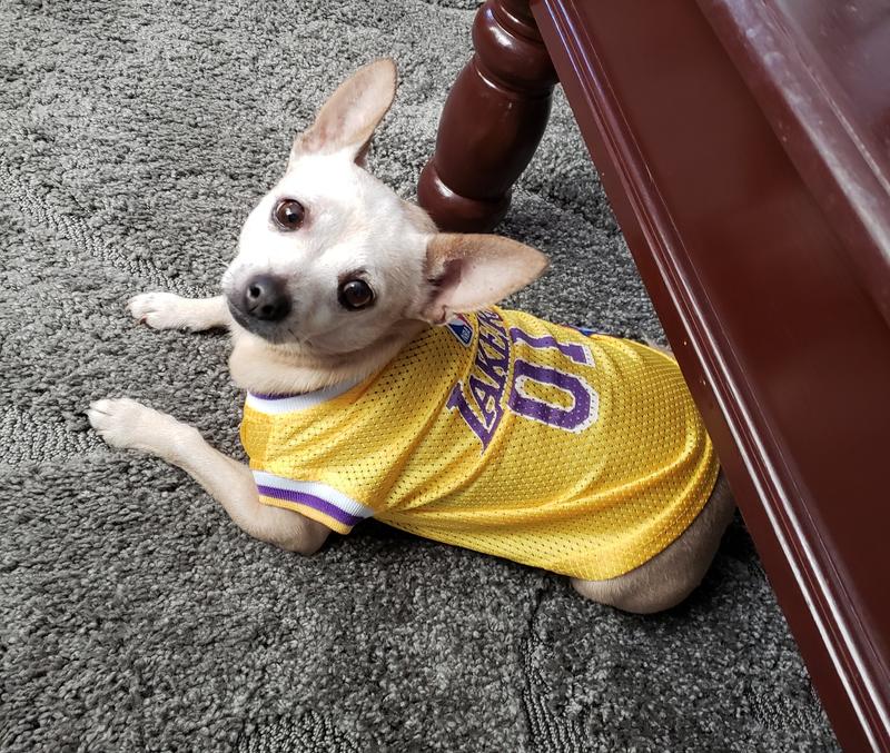  NBA LOS ANGELES LAKERS DOG Jersey, Small - Tank Top Basketball Pet  Jersey : Sports & Outdoors