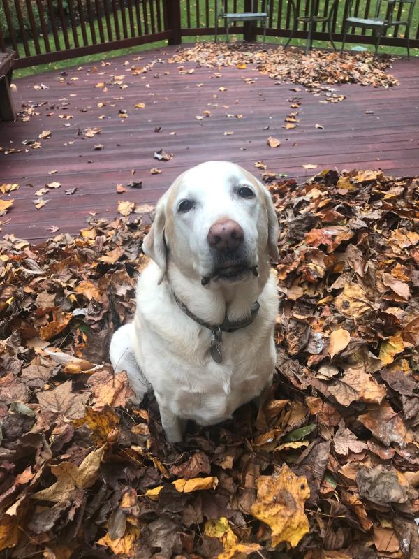 Still loves playing in the leaves!