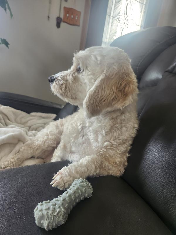 Niko and his chomp chew bone