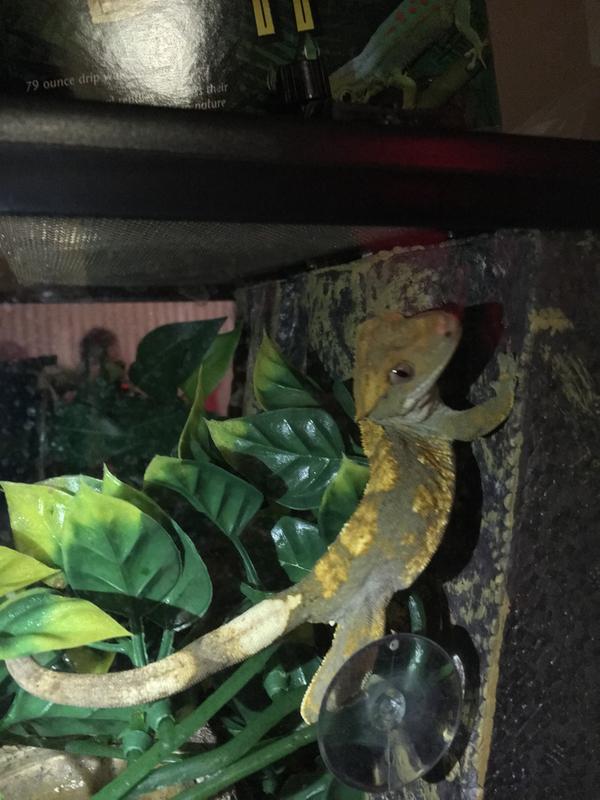 crested gecko for sale petco