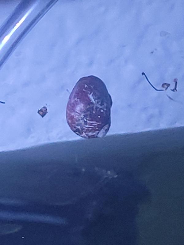 Red Racer Nerite Snail For Sale Petco