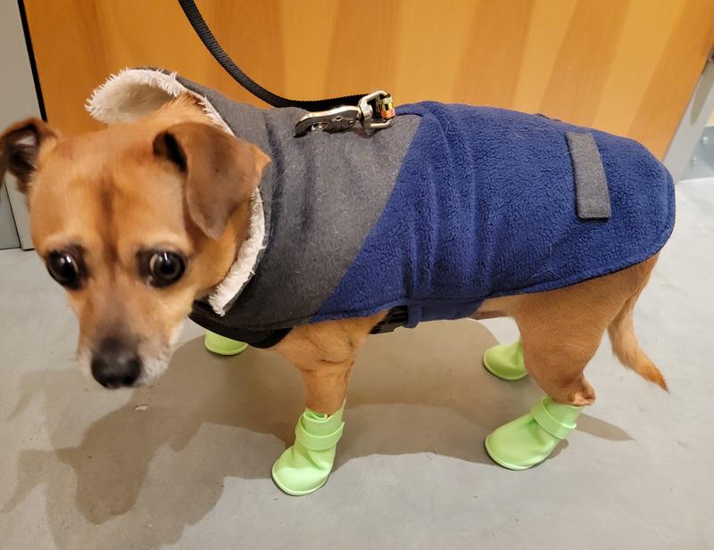 Silicone shop dog boots