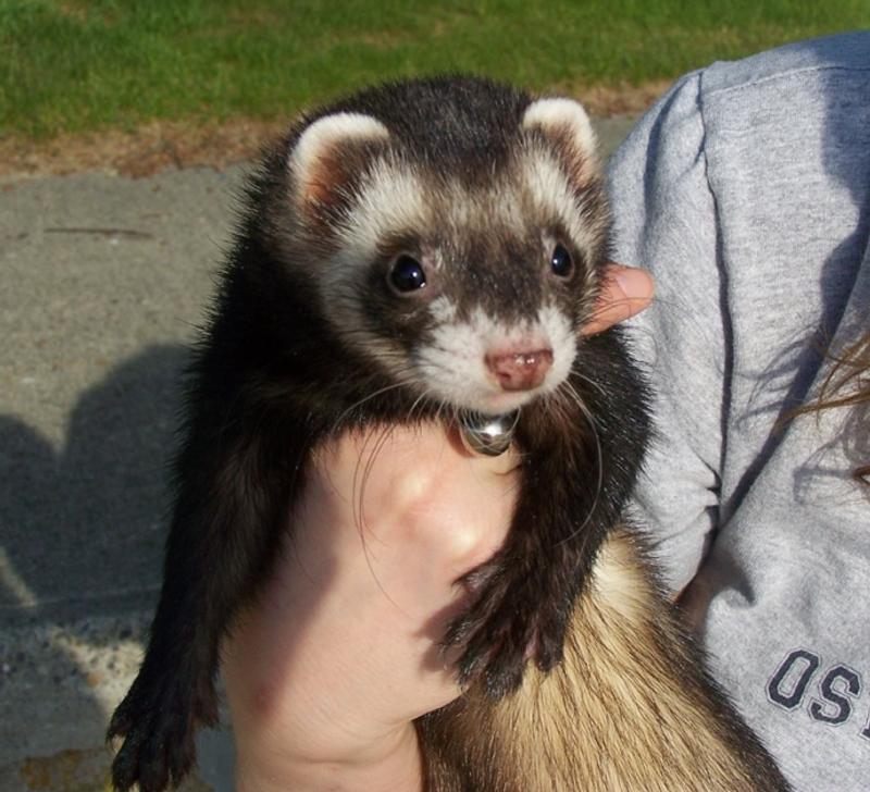 Zupreem grain 2024 free ferret food