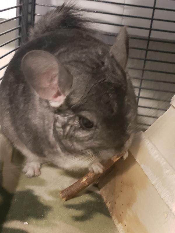 Boba Fett enjoying his apple stick