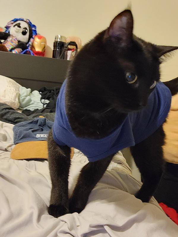 Supreme hoodie outlet cat