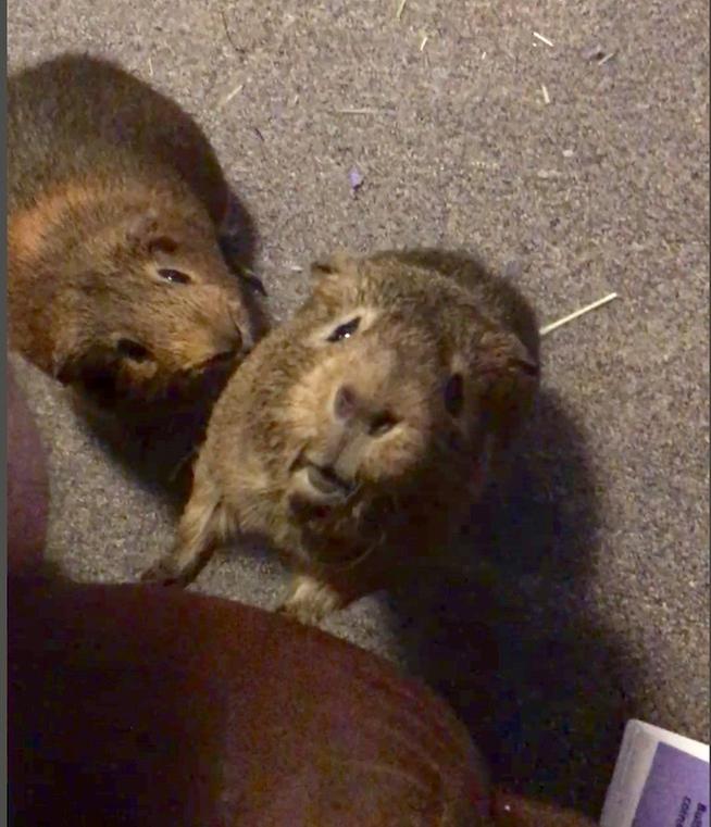 Begging for the Oxbow treats