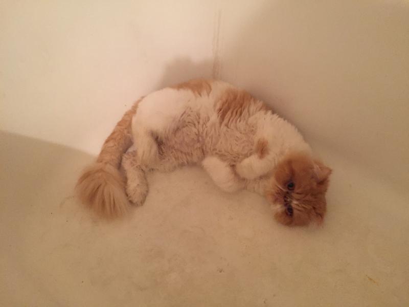 Nature's Miracle No More Spraying Stain and Odor Remover Repellent for